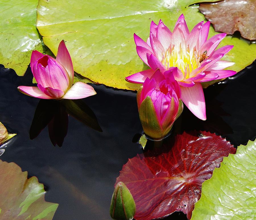Water Lilies 4 #1 Photograph by Phyllis Spoor