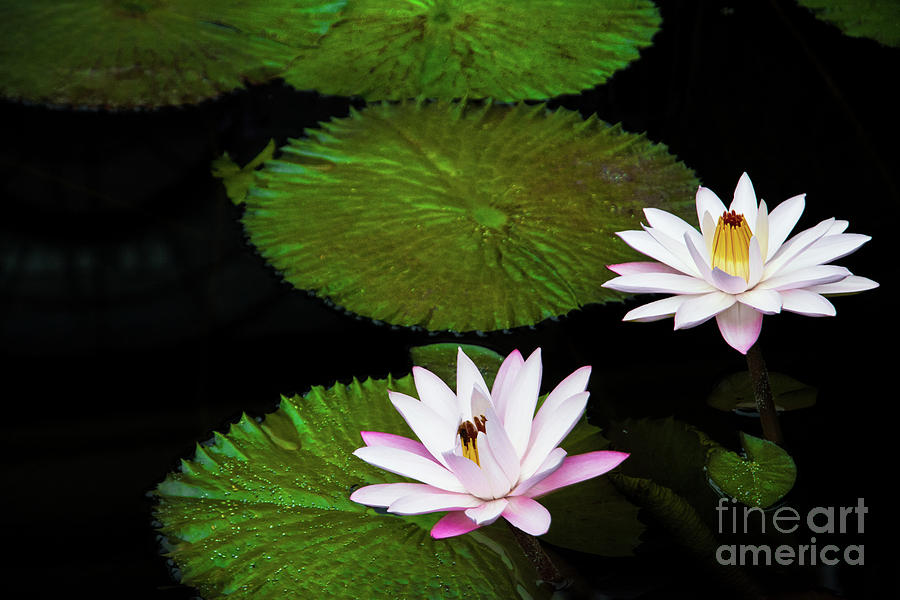 Flower Photograph - Water Lilies and Lily pads #5 by Amy Cicconi