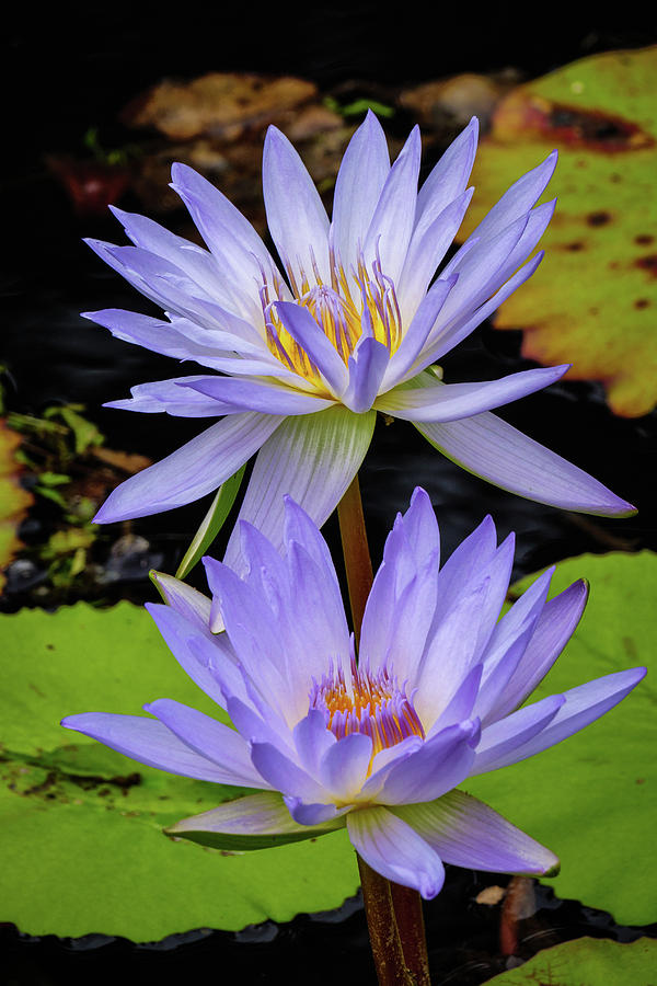 Gainesville Photograph - Water Lilies #1 by Charlie Choc