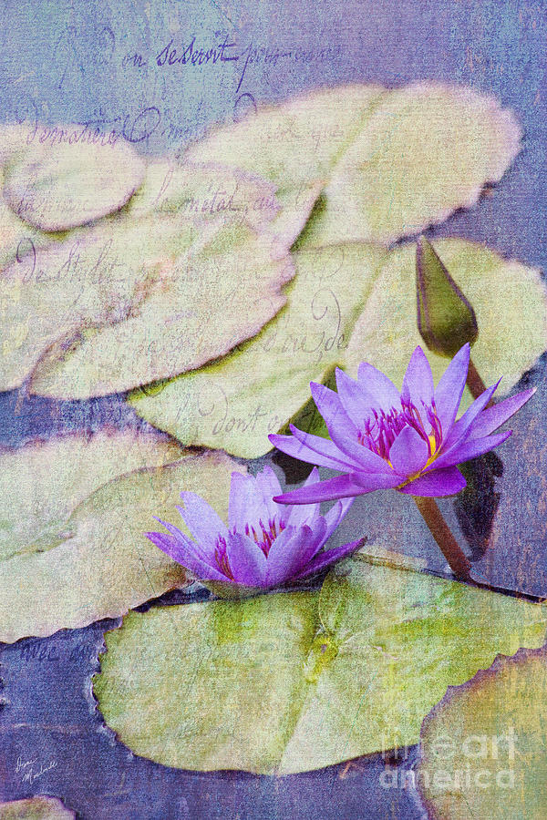 Water Lilies #2 Photograph by Diane Macdonald