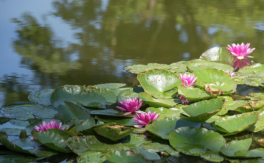 Water Lilies In Monets Garden In Giverny France Digital Art By Carol Ailles