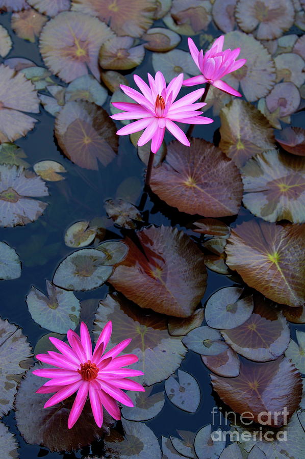 Water Lillies #1 Photograph by Sami Sarkis