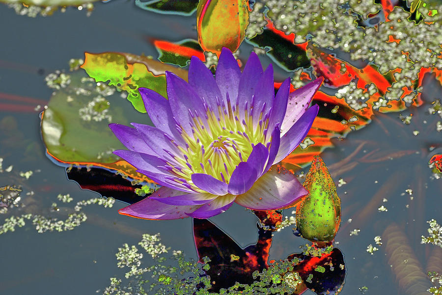 Water Lilly  #1 Digital Art by Don Wright