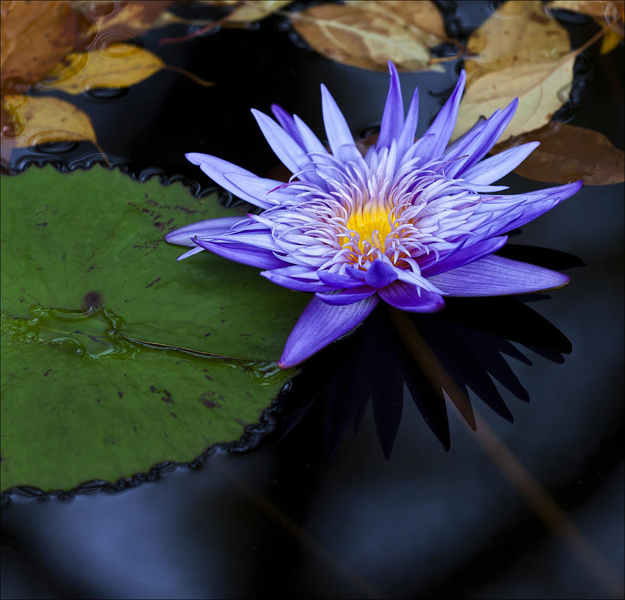 Water Lily 4 #1 Photograph by Robert Ullmann