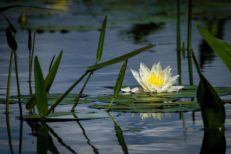 Water Lily #1 Photograph by Benjamin Dahl