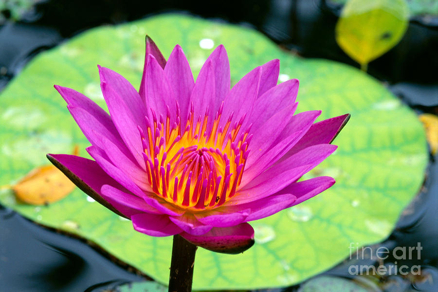 Lily Photograph - Water Lily #1 by Bill Brennan - Printscapes