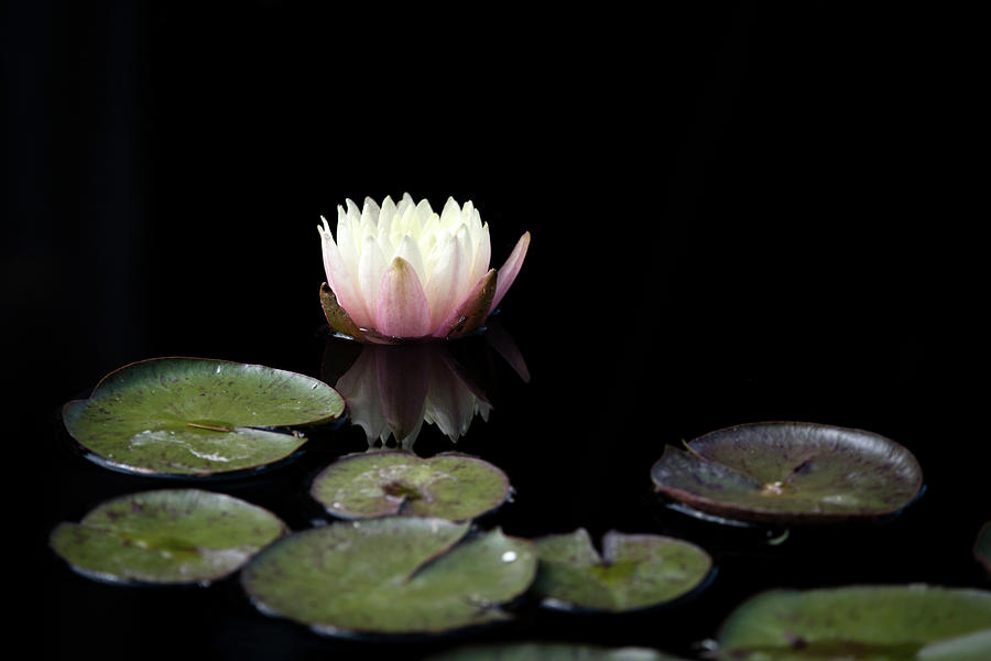 Nature Photograph - Water Lily #1 by Catherine Lau