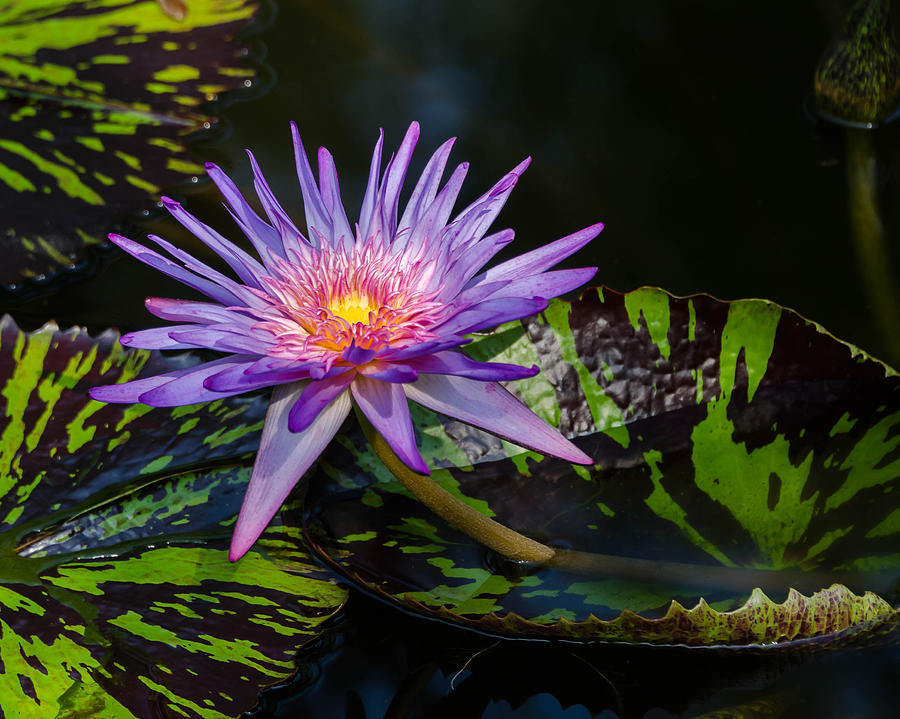 Water Lily by Don L Williams Water Lily by Don L Williams