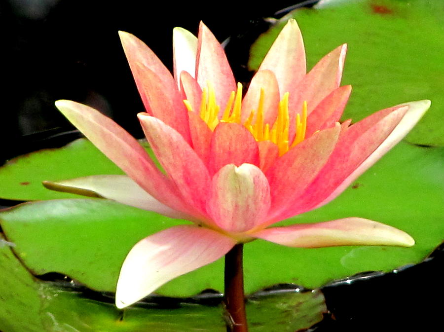 Water Lily #1 Photograph by Douglas Pike