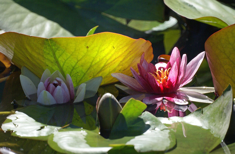 Water Lily  #1 Photograph by Heather Coen