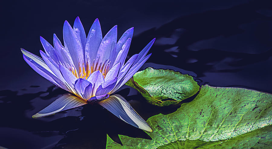 Water Lily Photograph - Water Lily in Lavender #2 by Julie Palencia
