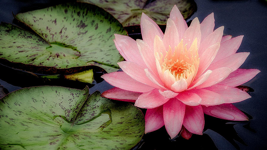 Water Lily in Pink Photograph by Julie Palencia