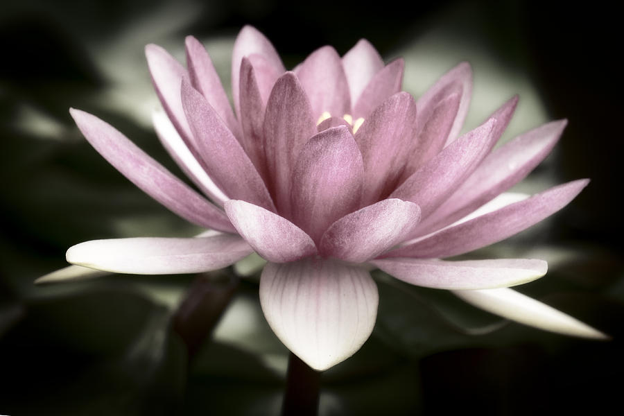 Water Lily 365-10 Photograph by Inge Riis McDonald