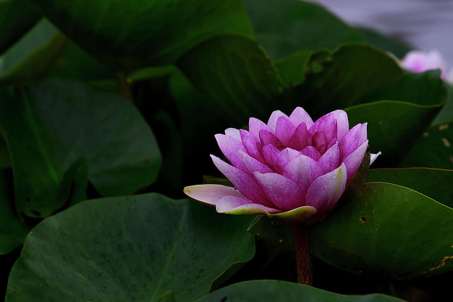 Water lily #1 Photograph by Ivan Slosar