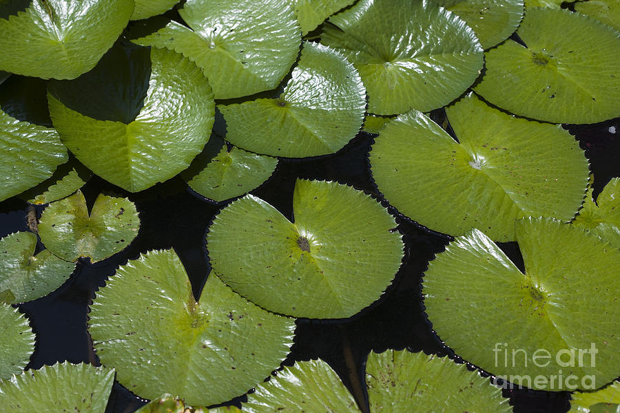 Miami Photograph - Water Lily #3 by Juan Silva