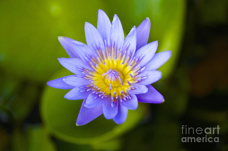 Water Lily #2 Photograph by Laura Forde