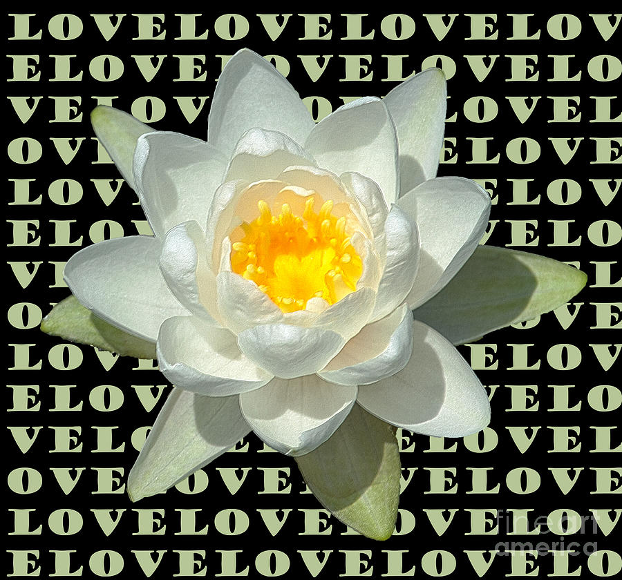 Water Lily Love Photograph by Jeannette Hunt