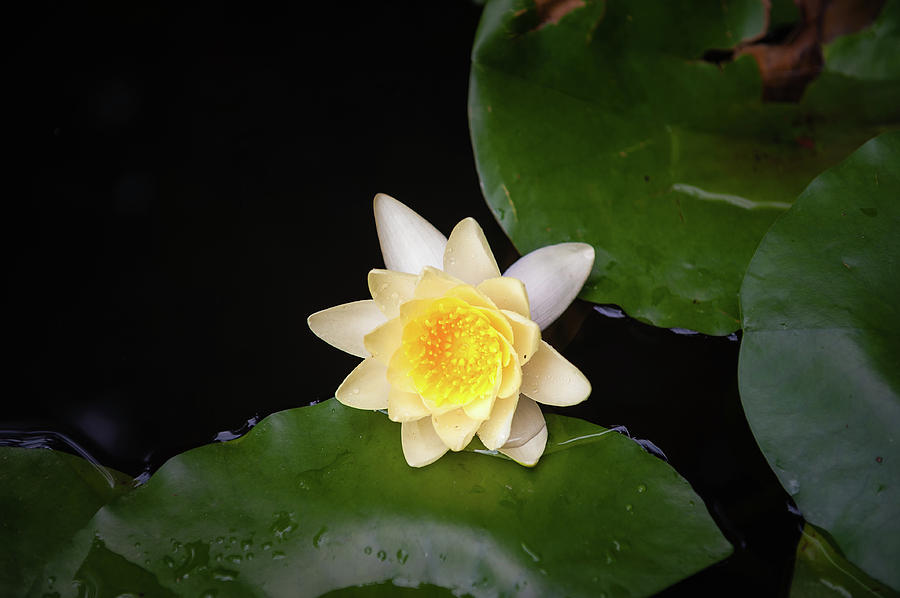 Water lily Photograph by Maxim Boldyrev | Fine Art America