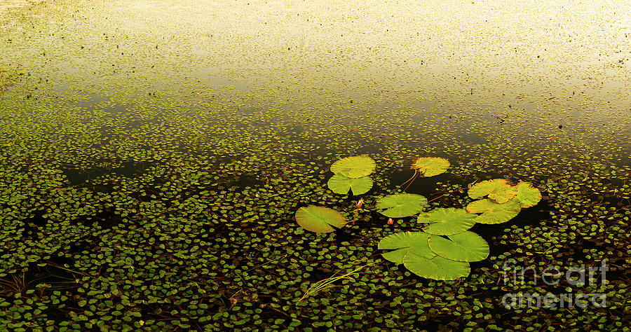 Water Lily Pads Photograph