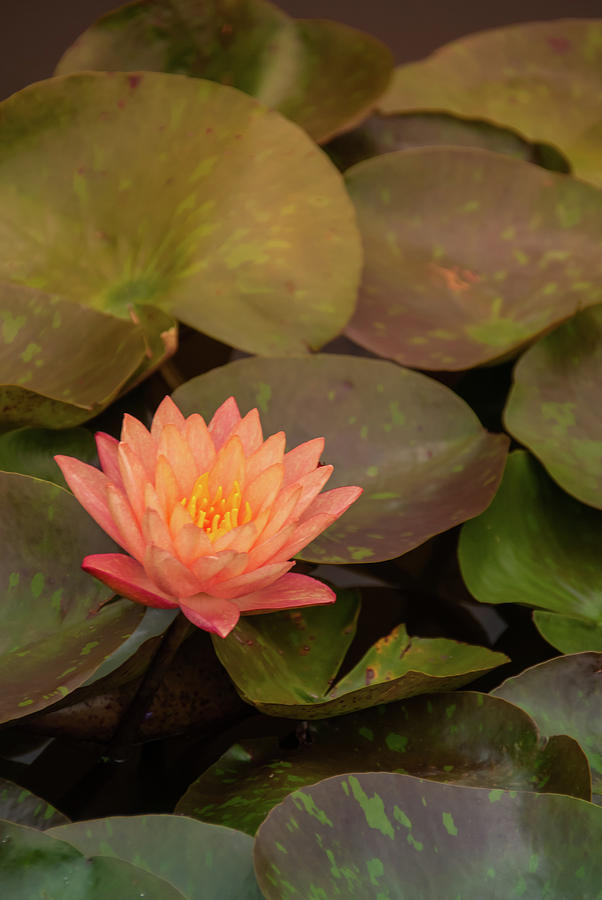 Water Lily Orange Photograph by Pamela Williams