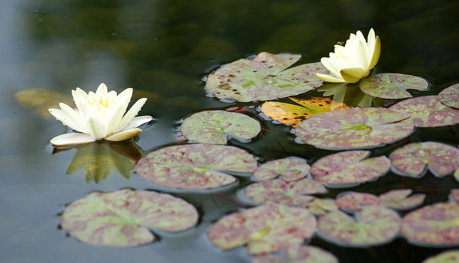 Water lily pond #1 Photograph by Douglas Pike
