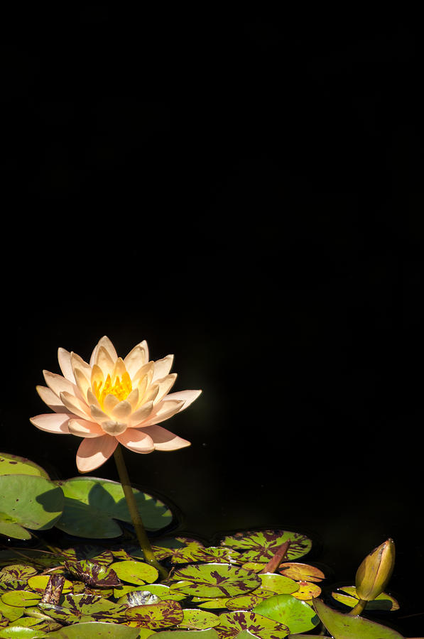 Water Lily #1 Photograph by Stewart Helberg