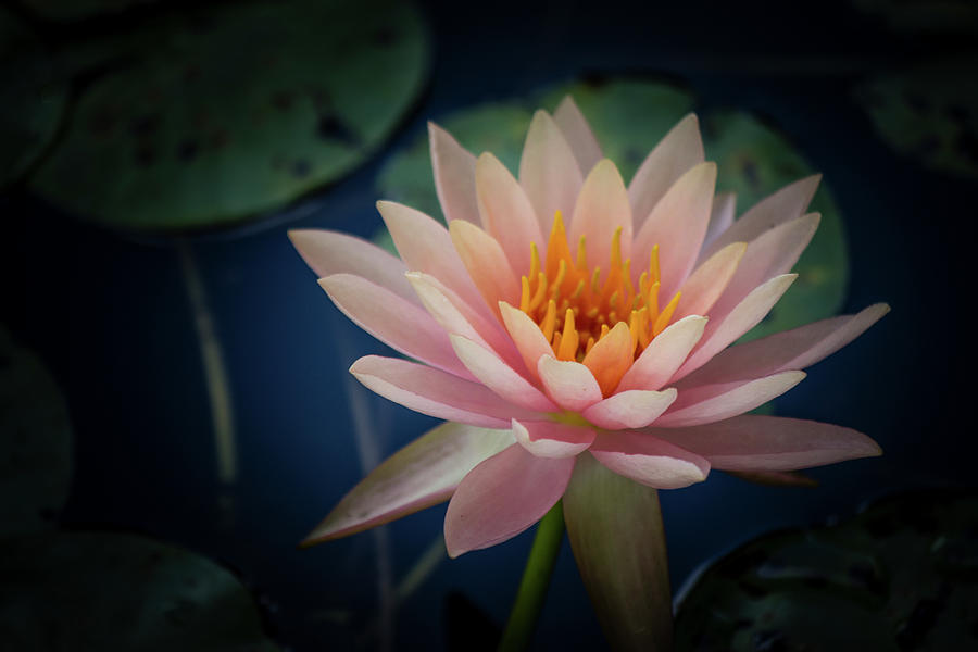 Water Lily #1 Photograph by Teresa Wilson