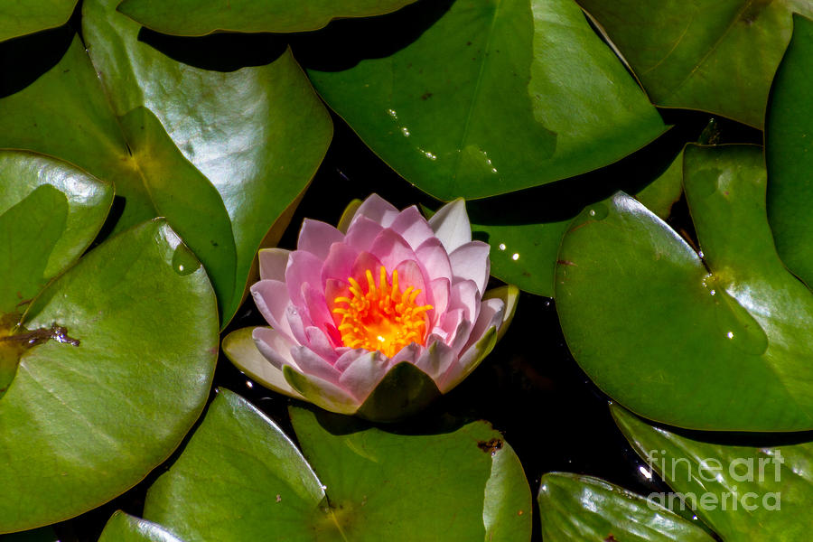Water Lily #1 Photograph by William Norton