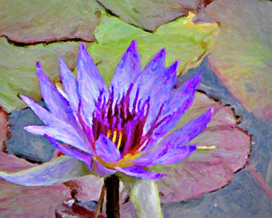 Water Lily #1 Photograph by Winnie Chrzanowski