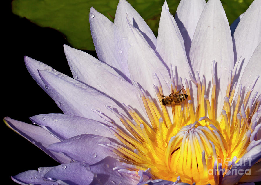Water Lily With Bee #1 Photograph by Anthony Totah