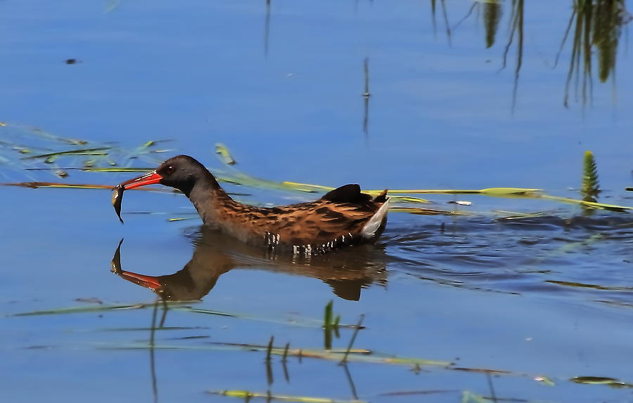 Water Rail with fish Photograph by Jeff Townsend