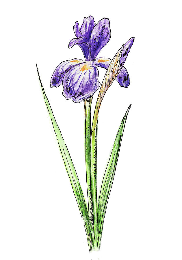 Watercolor Iris Flower #1 Painting by Irina Sztukowski