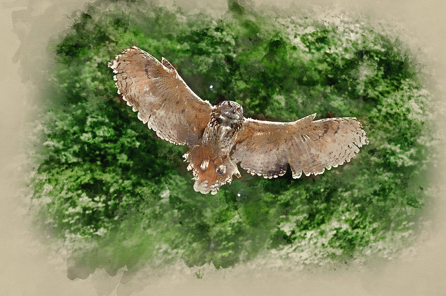 Watercolour painting of Beautiful image of European Eagle Owl in flight bubo bubo #1 Photograph by Matthew Gibson