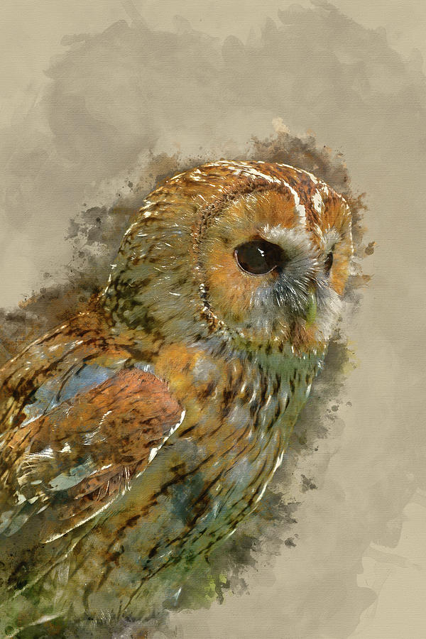 Owl Photograph - Watercolour painting of Stunning portrait of Tawny Owl Strix Alu #1 by Matthew Gibson