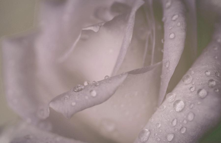 Watered Rose #1 Photograph by The Art Of Marilyn Ridoutt-Greene