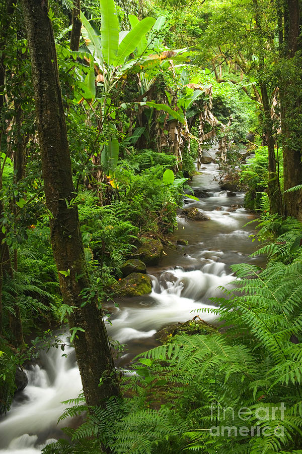 Waterfall, Tropical Rainforest #1 Photograph by Inga Spence