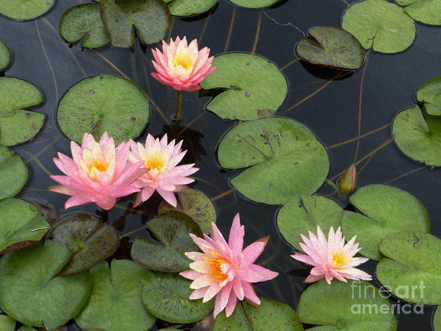 Waterlilies #1 Photograph by Kathie Chicoine