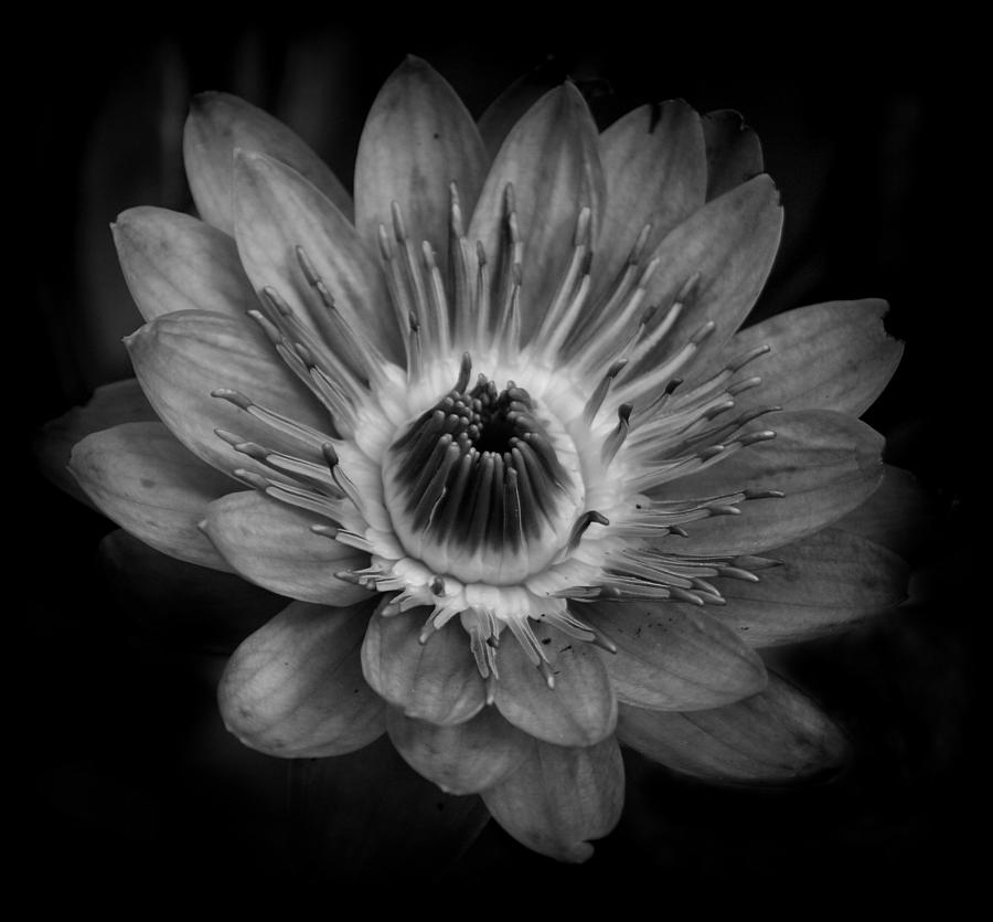 Waterlily Flower #1 Photograph by Nathan Abbott