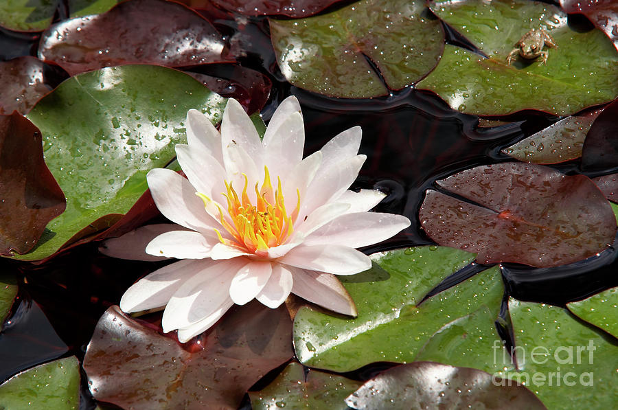 Lily Photograph - Waterlily #1 by Michal Boubin