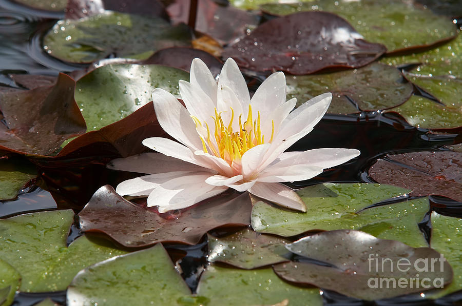 Waterlily On The Water #1 Photograph by Michal Boubin