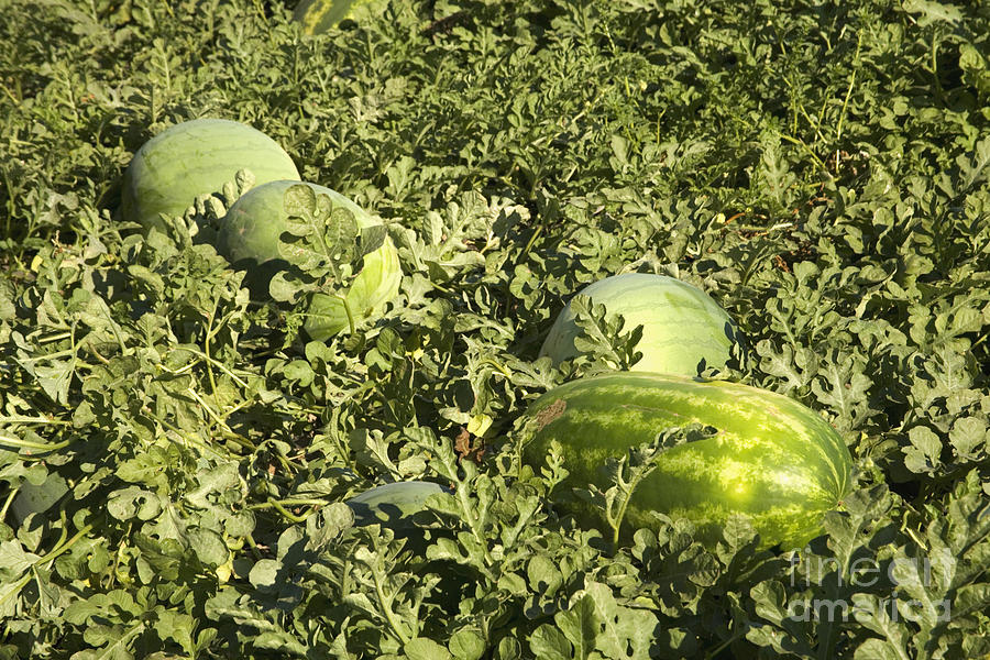 Watermelon Photograph - Watermelons In A Field #1 by Inga Spence