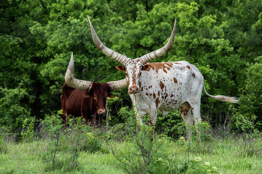 Watusi Cattle in Texas #1 Digital Art by Brenda Castle - Pixels