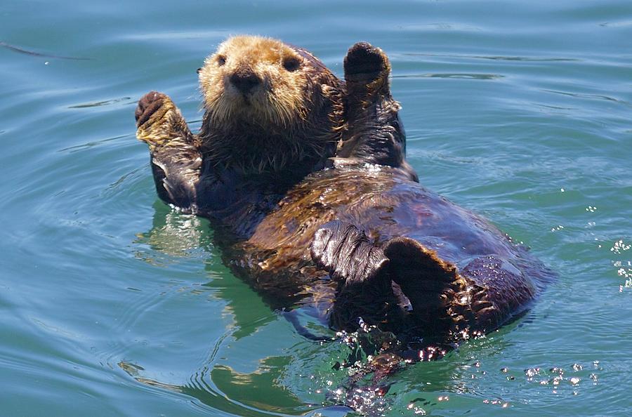 Waving Otter Photograph by Erin Finnegan - Pixels