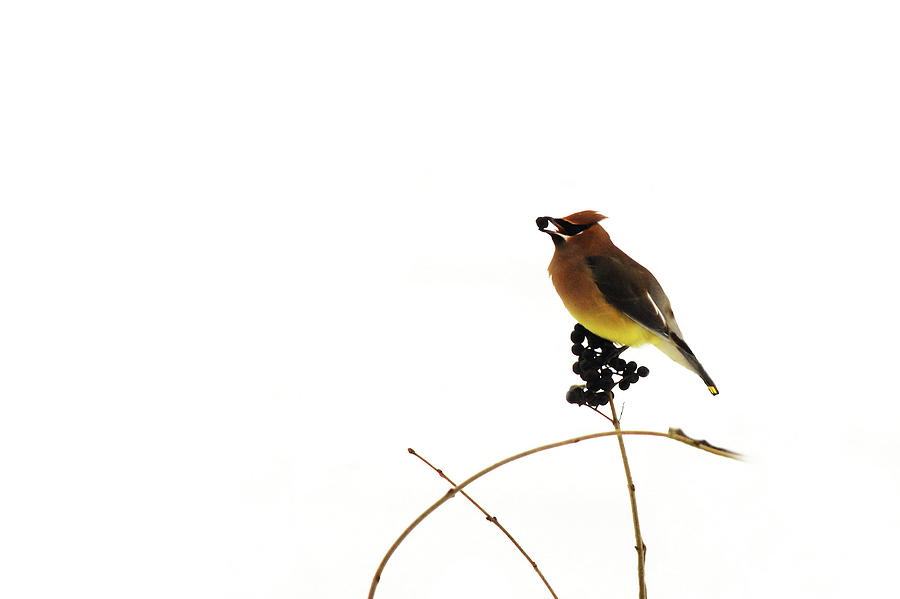 Nature Photograph - Waxwing Wonders #2 by Andrea Kollo