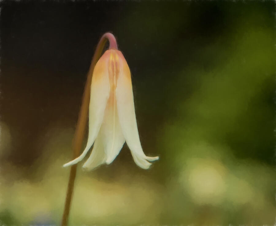 Easter Lily - watercolor effect Photograph by Marilyn Wilson