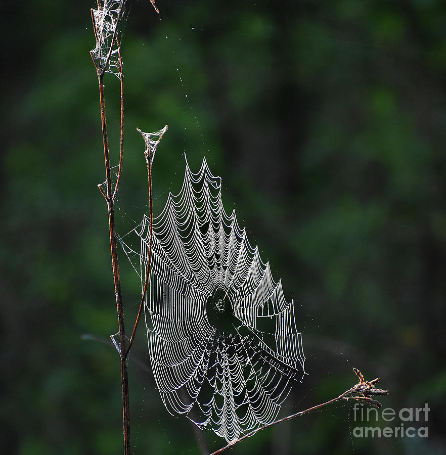 Webs We Weave #1 Photograph by Skip Willits