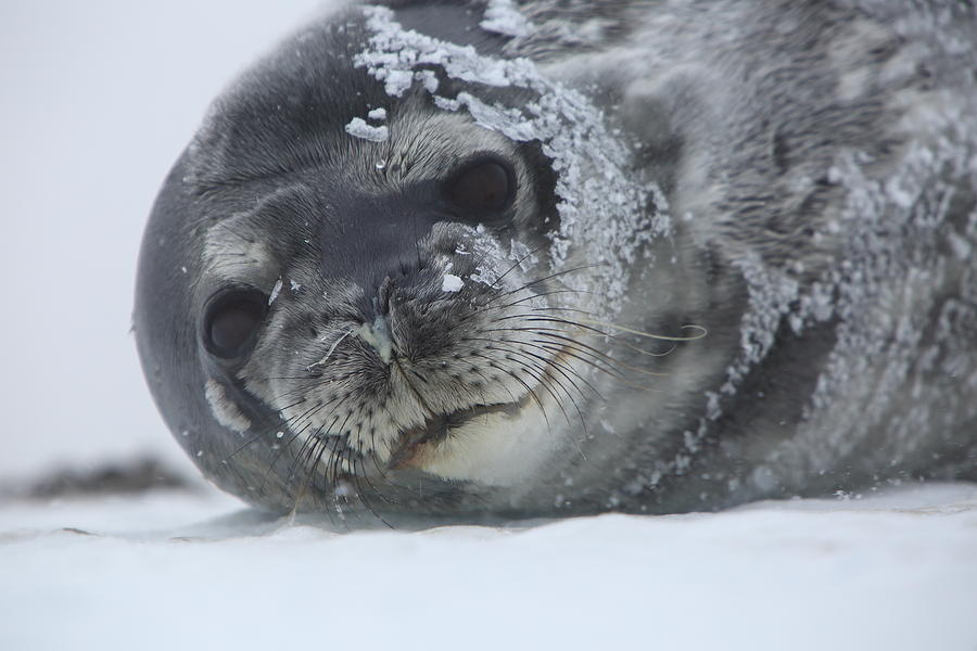 Weddell Seal Portrait #1 Photograph by Bruce J Robinson