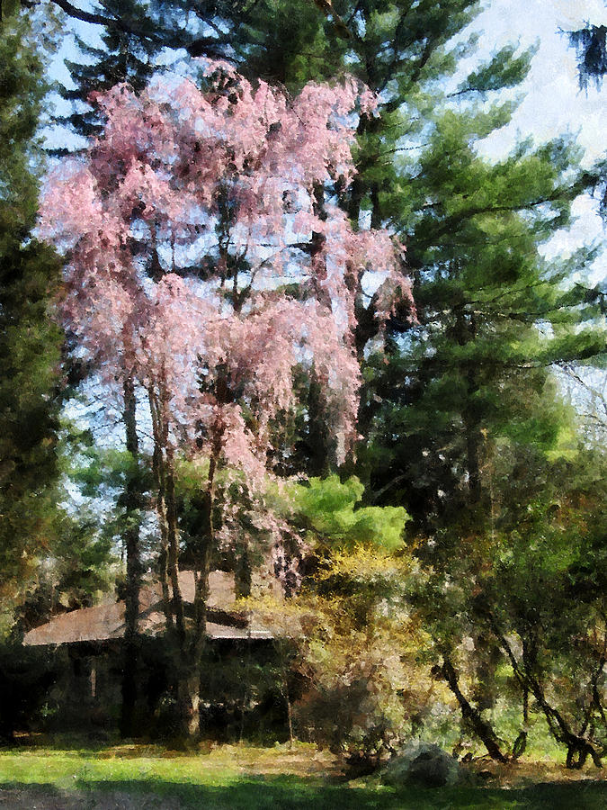 Weeping Cherry #1 Photograph by Susan Savad