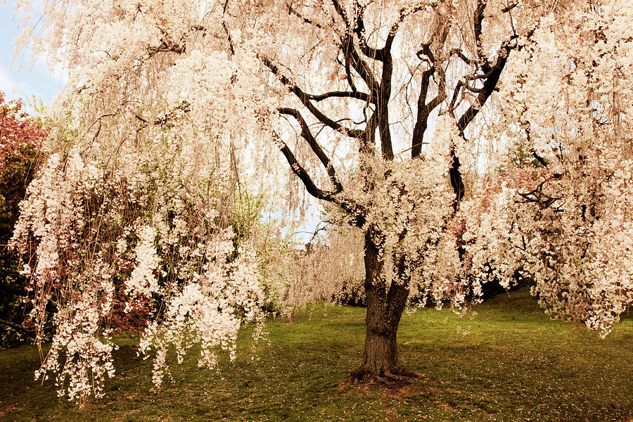 Weeping Cherry Tree Photograph by Jessica Jenney