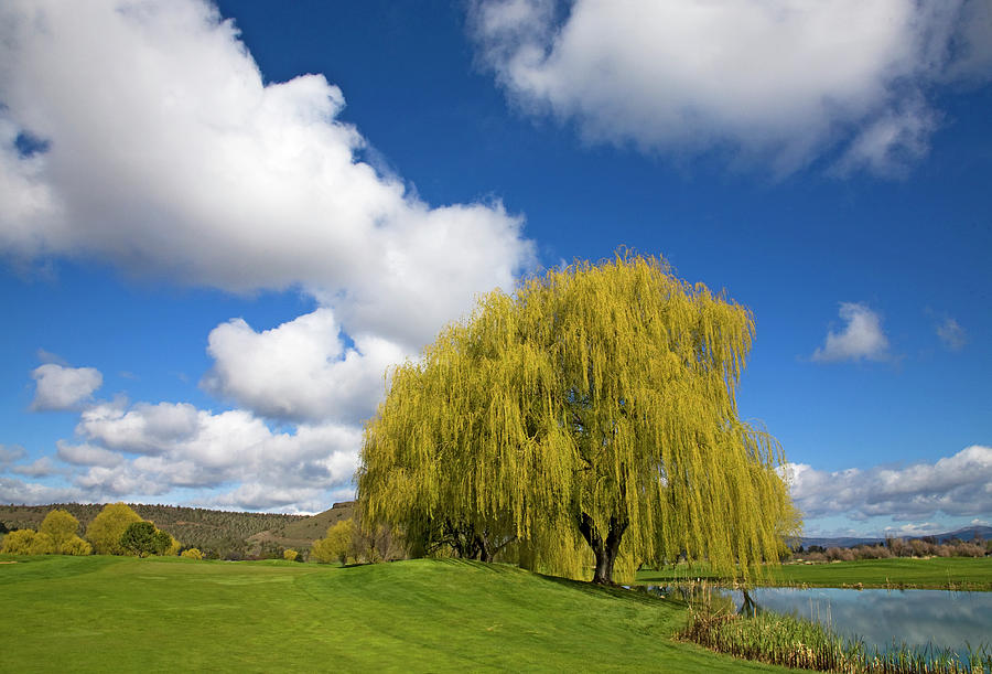 Weeping willow tree #1 Photograph by Buddy Mays